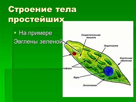 Структура эвглены зеленой