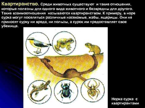 Существуют ли "маленькие люди" среди животных?