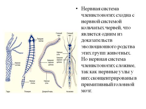 Существуют ли животные, необладающие нервной системой?