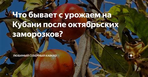 Сущность октябрьских заморозков