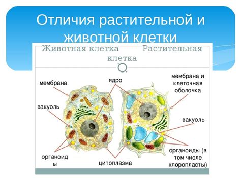 Сходства и различия митохондрий в грибной и животной клетках