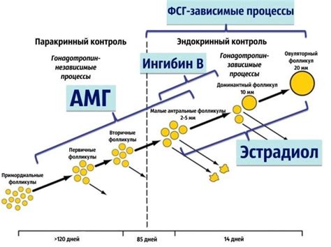 С чем связано внедрение эко с низким амг?