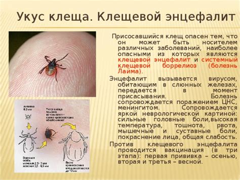 Температура может быть признаком клещевого повреждения