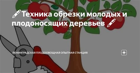 Техника обрезки миндали