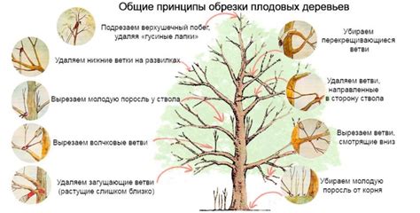 Техника обрезки осенью