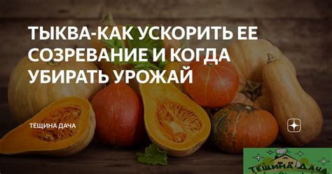 Техники контроля зрелости тыквы