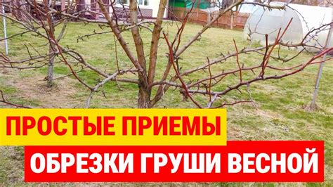 Техники обрезки верхушки туи: шаг за шагом