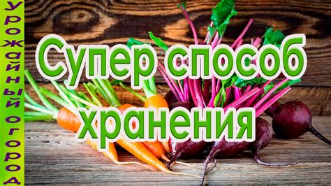 Техники сбора и хранения семян моркови и свеклы