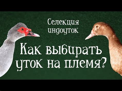 Типичное поведение и навыки уток и индоуток