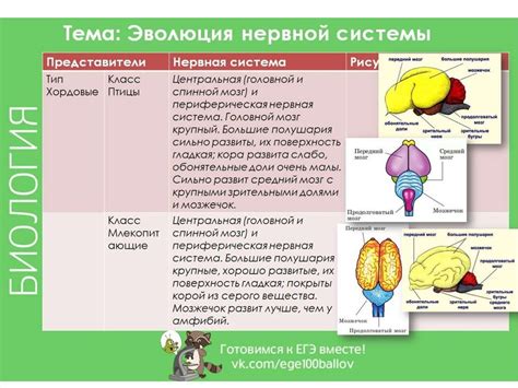 Типы нервной системы у ребенка