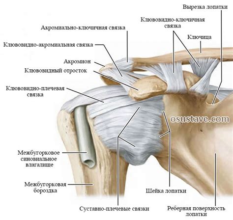 Типы порванных связок на плече и их симптомы