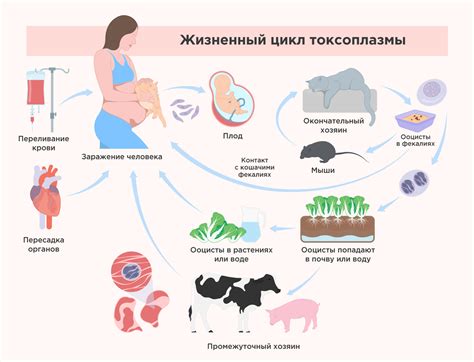 Токсоплазмоз и беременность