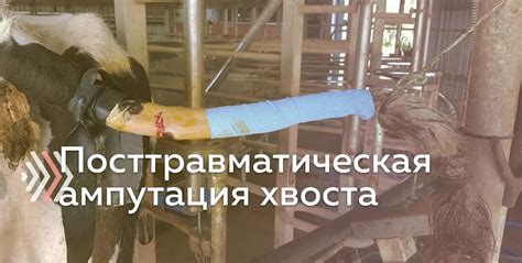 Травматические повреждения и ампутация хвоста