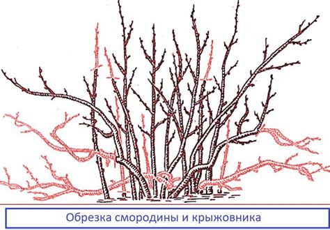 Третий шаг: обрезка боковых побегов