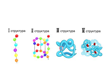 Третичная структура белка: сворачивание в пространстве