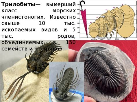 Трилобиты в палеозое: царствование и расцвет