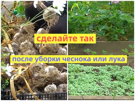 Уборка и хранение урожая чеснока и клубники