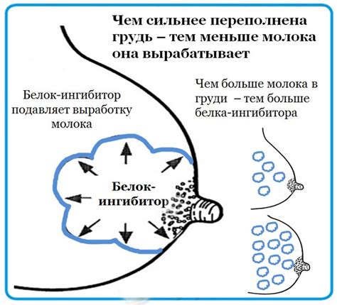 Увеличение объема грудного молока при употреблении зеленой фасоли