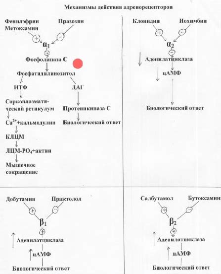 Угнетение высвобождения гистамина