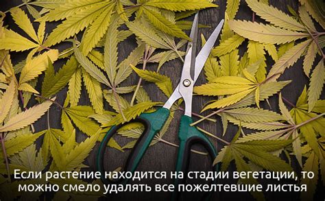 Удаление сухих и поврежденных листьев