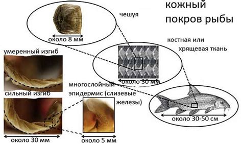 Удивительные факты о костях самой популярной рыбы