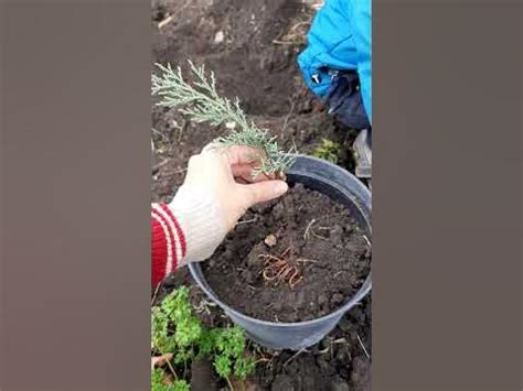 Укоренение можжевельника в осенний период