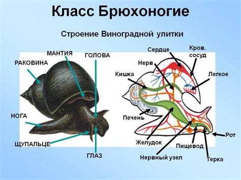 Улитка: строение панциря и его функции