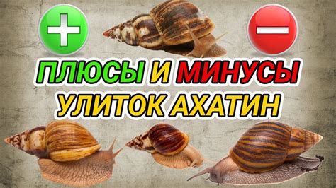 Улитки как домашние животные