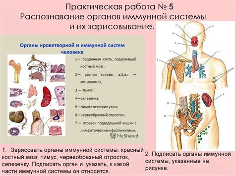 Улучшение функции иммунной системы