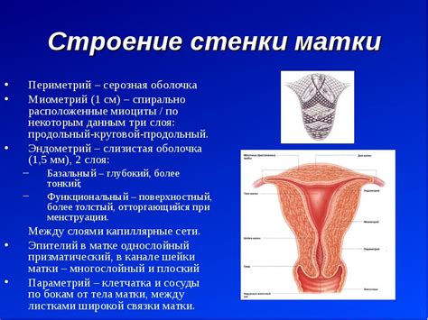 Уникальность множественных половых органов