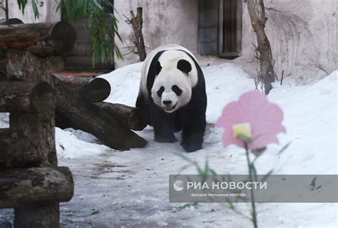 Уникальные имена панд в Московском зоопарке