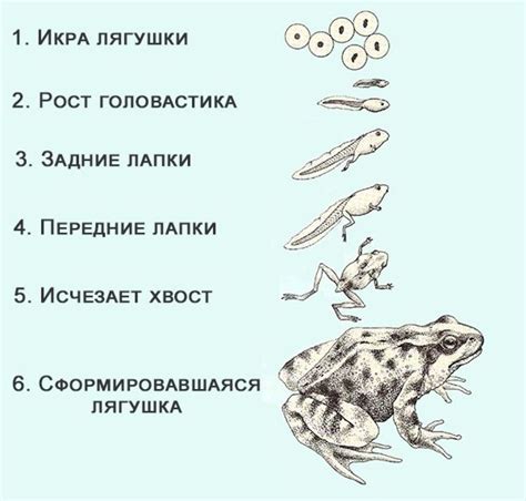 Уникальные особенности процесса развития икринки щуки