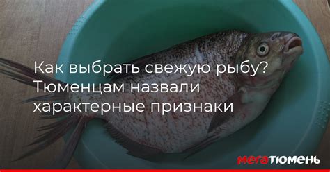 Упругость рыбы при касании