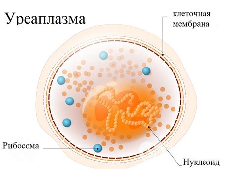 Уреаплазма: что это и как передается