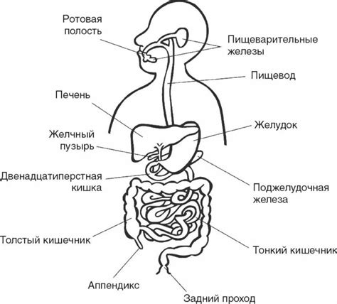 Урегулирование пищеварительной системы: роль пробиотиков