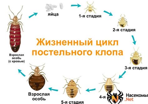 Уровень распространенности и характерное поведение клопов