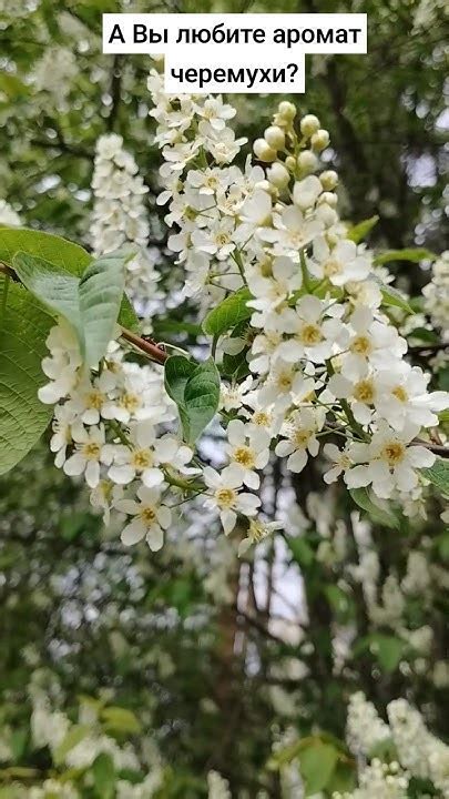 Уроки, которые дает нам черемуха