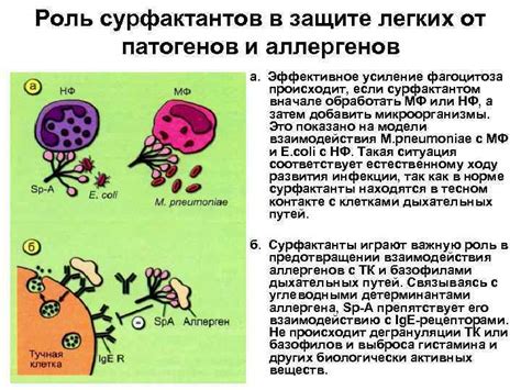 Усиление фагоцитоза: полезные приемы и советы