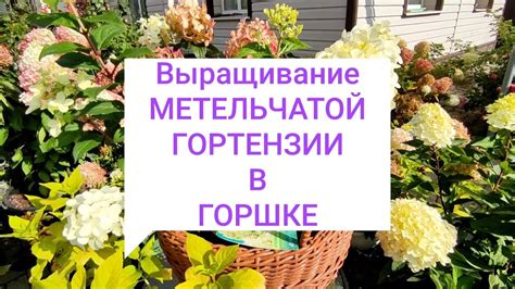 Условия выращивания спиреи в горшке