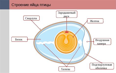 Устройство и структура яйца