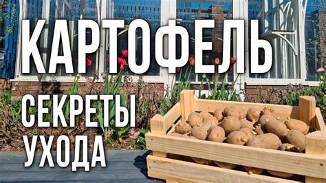 Уход за картофелем после ржи