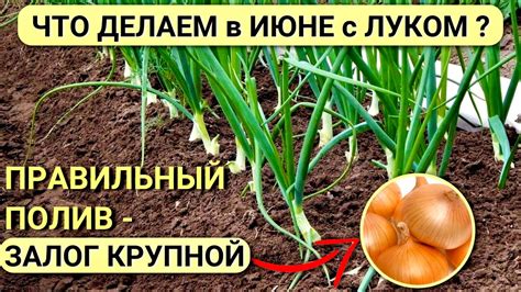 Уход за луком чернушкой после посадки