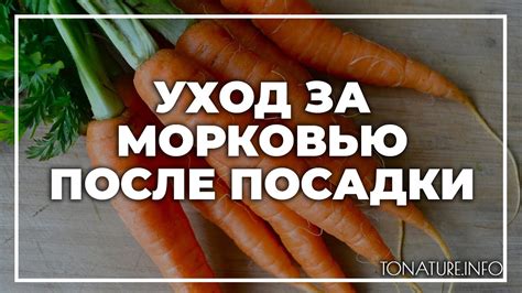 Уход за морковью и укропом после посадки