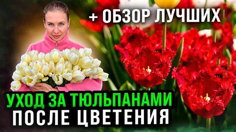 Уход и поддержка тюльпанов после посадки