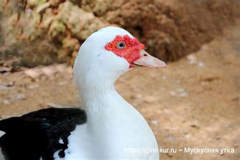 Уход и содержание уток и индоуток в домашних условиях