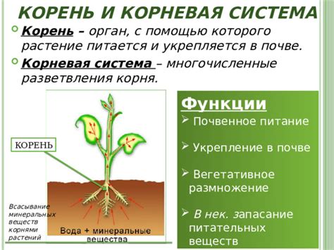 Уход и укрепление растений