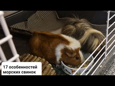 Учет особенностей свинок