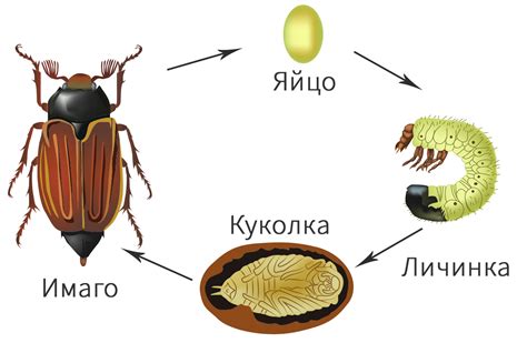 Фазы развития майского жука