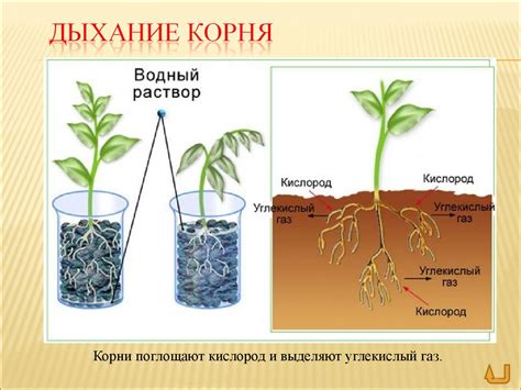 Факторы, влияющие на появление корней