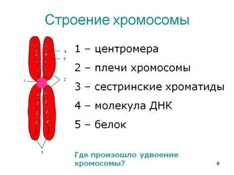 Факторы, влияющие на превращение хроматиды в хромосому